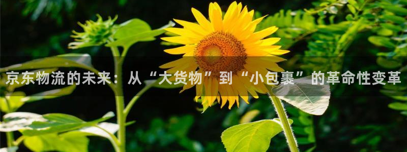 旺财28官方版正版：京东物流的未来：