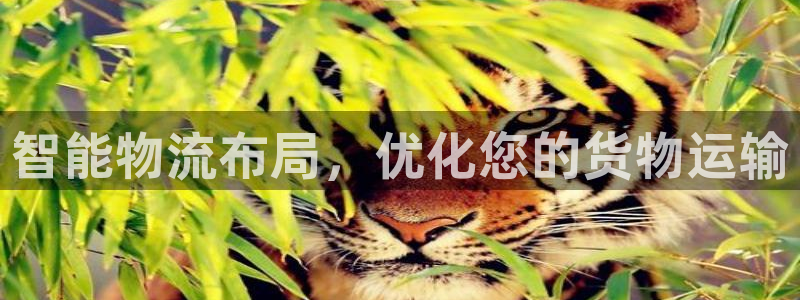 旺财28登录不上咋回事：智能物流布局，优化您的货物运输